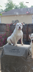 Lost Female Dog last seen Cornell, Denver, CO 80231