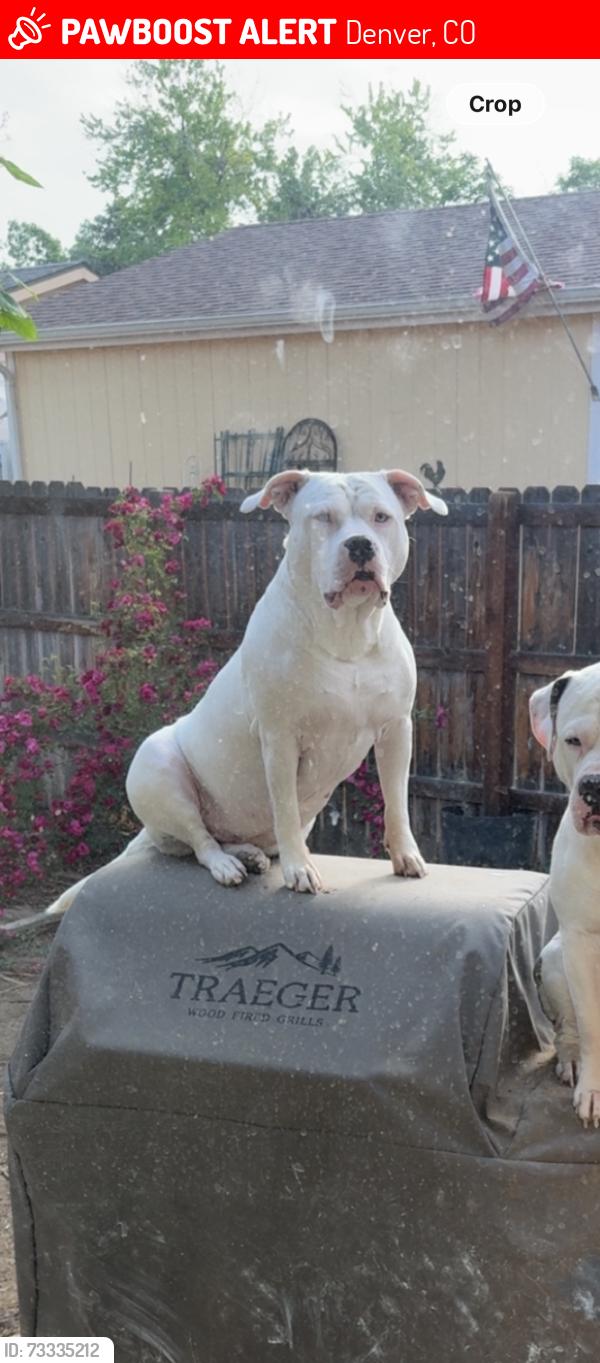 Lost Female Dog last seen Cornell, Denver, CO 80231