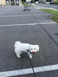 Reunited Male Dog last seen Near Reach St, Philadelphia, PA 19111, USA, Philadelphia, PA 19111