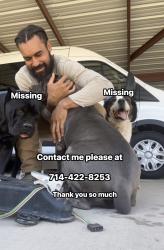 Reunited Male Dog last seen Carver / highway 28, San Pablo, NM 88005