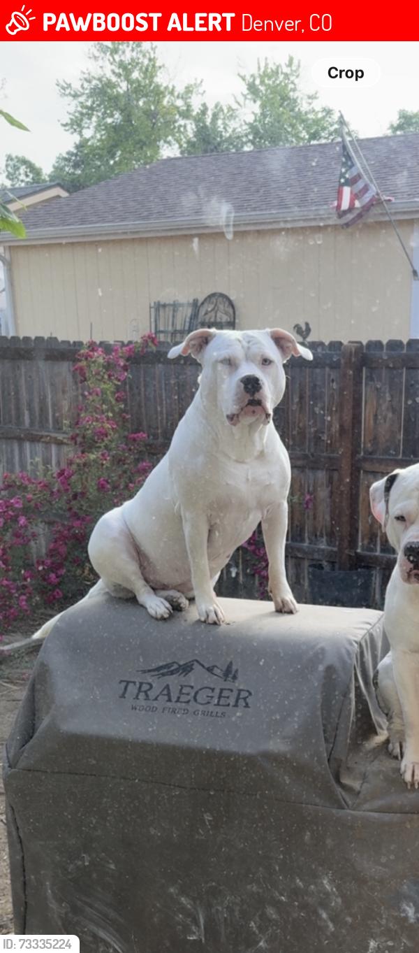 Lost Female Dog last seen Hampden heights, Denver, CO 80231