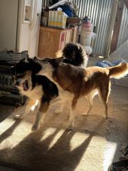 Reunited Female Dog last seen E Street and second street Empire, Empire, CA 95357
