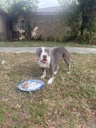 Reunited Female Dog last seen Falcon rd and cedar bluff drive houston texas, Houston, TX 77064