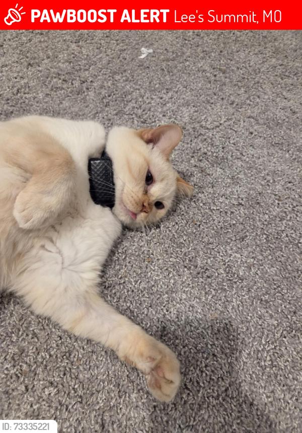 Lost Male Cat last seen SW Olympia Dr & SW Olympia Ct., Lee's Summit, MO 64082