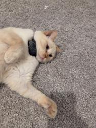 Lost Male Cat last seen SW Olympia Dr & SW Olympia Ct., Lee's Summit, MO 64082