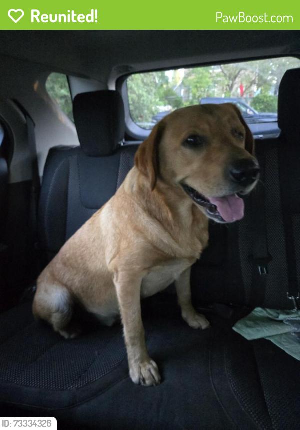 Reunited Male Dog last seen 27th Ave West and 1st Street, near the fire station, Duluth, MN 55806