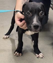Shelter Stray Female Dog last seen MD, 411 Maxwell Frye Rd, Millersville, MD 21108, USA