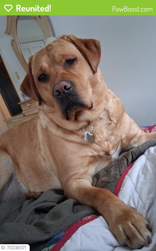 Reunited Female Dog last seen Near Evans Hill Road, Sinking Spring, PA 19608