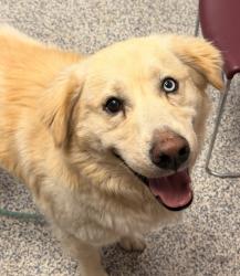Shelter Stray Male Dog last seen Near W 17th ave, Lakewood, CO, 80215, 580 McIntyre St, Golden, CO 80401, USA