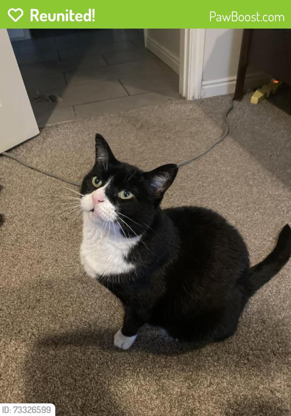 Reunited Male Cat last seen Near Windsor st, Salt Lake City, UT 84105