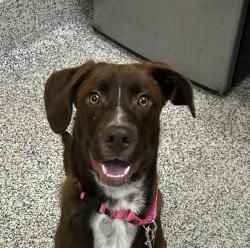 Shelter Stray Male Dog last seen Near Coronado Elementary, Littleton, CO, 80128, 580 McIntyre St, Golden, CO 80401, USA