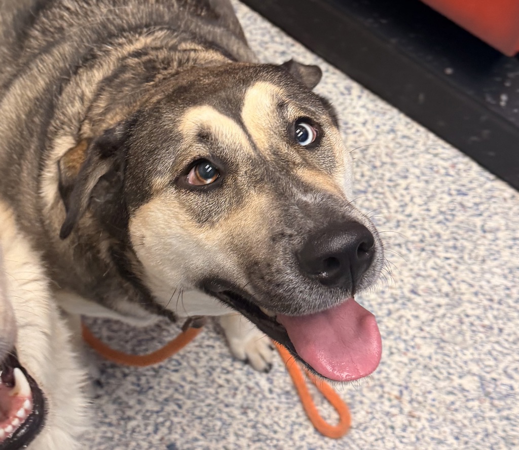 Shelter Stray Female Dog last seen Near W 17th ave, Lakewood, CO, 80215, 580 McIntyre St, Golden, CO 80401, USA