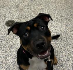 Shelter Stray Male Dog last seen Near Owens st, Arvada, CO, 80002, 580 McIntyre St, Golden, CO 80401, USA
