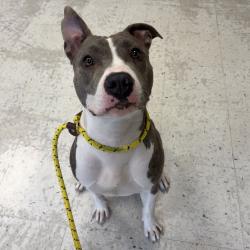Shelter Stray Female Dog last seen Near E Murray Holladay Road, Holladay, UT, 84117, 511 W 3900 S, Salt Lake City, UT 84123, USA