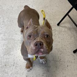 Shelter Stray Female Dog last seen Near N 1500 W, SALT LAKE CITY, UT, 84116, 511 W 3900 S, Salt Lake City, UT 84123, USA