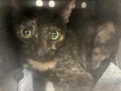 Shelter Stray Female Cat last seen Near E 4200 S, MILLCREEK, UT, 84107, 511 W 3900 S, Salt Lake City, UT 84123, USA