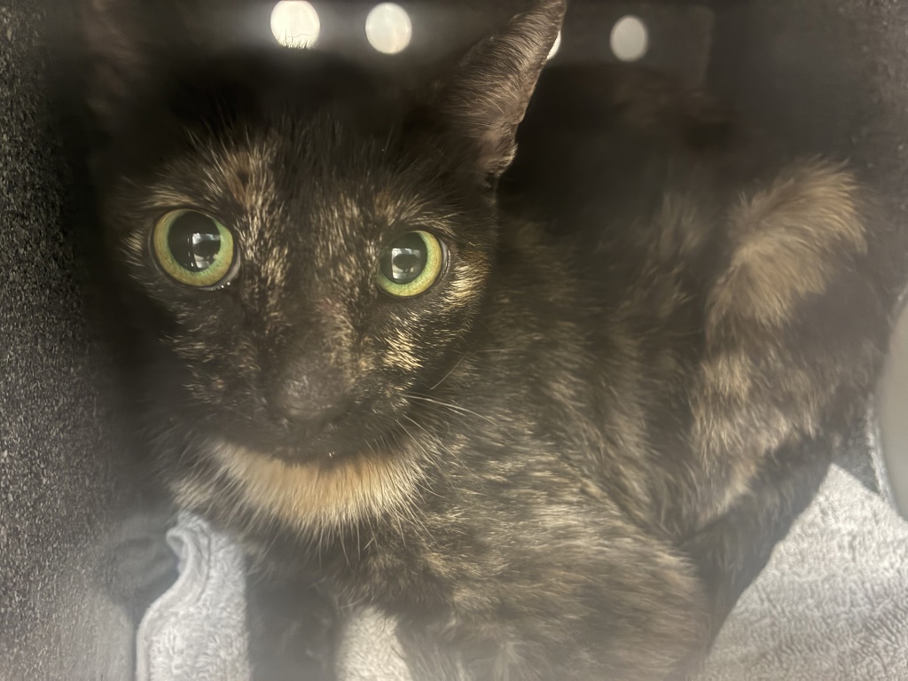 Shelter Stray Female Cat last seen Near E 4200 S, MILLCREEK, UT, 84107, 511 W 3900 S, Salt Lake City, UT 84123, USA