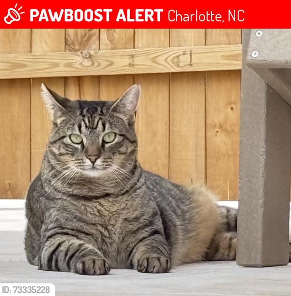 Lost Male Cat last seen Lansdowne Road and Prett Court, Charlotte, NC 28270