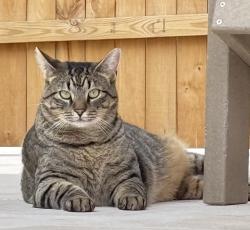 Lost Male Cat last seen Lansdowne Road and Prett Court, Charlotte, NC 28270