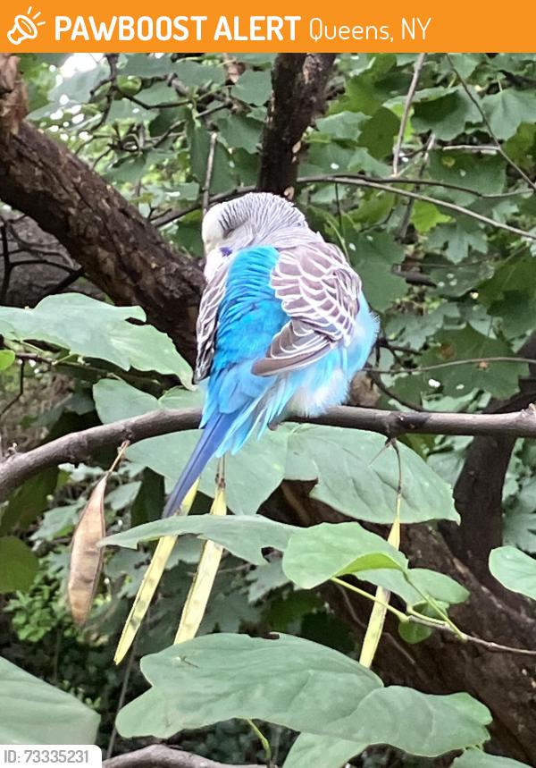 Found/Stray Unknown Bird last seen 195th place and hillside avenue, Queens, NY 11423