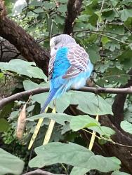 Found/Stray Unknown Bird last seen 195th place and hillside avenue, Queens, NY 11423