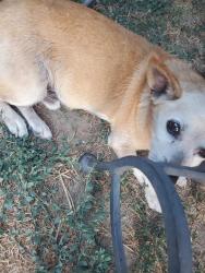 Reunited Male Dog last seen Locust Street Downtown Riverside between 5th & 6th Street, Riverside, CA 92501