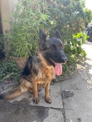 Lost Female Dog last seen Starcrest Dr Glendora, 格伦多拉, CA 91740