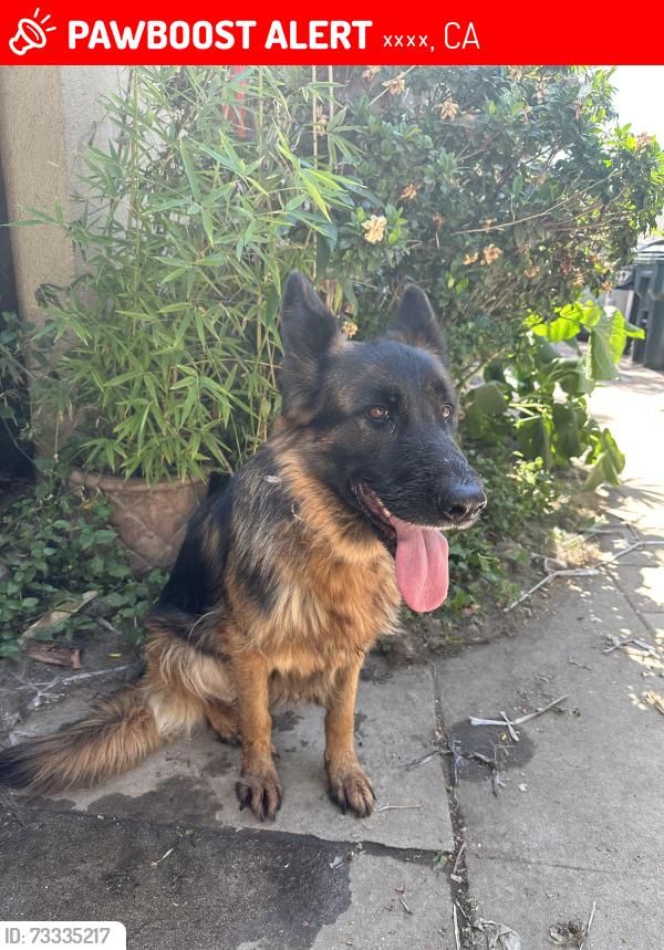 Lost Female Dog last seen Starcrest Dr Glendora, 格伦多拉, CA 91740
