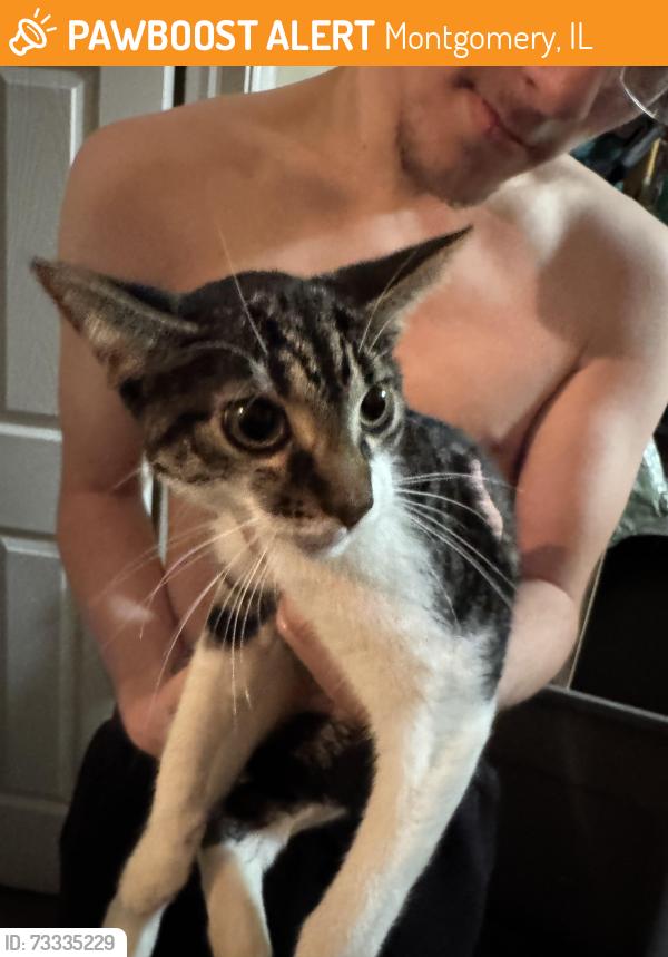 Found/Stray Female Cat last seen Near Rte.30 and Gordon St. inside subdivision on Candlelight Circle, Montgomery, IL 60538