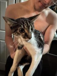 Found/Stray Female Cat last seen Near Rte.30 and Gordon St. inside subdivision on Candlelight Circle, Montgomery, IL 60538
