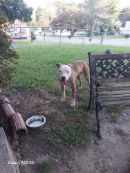 Found/Stray Male Dog last seen Near exit in hopewell, Hopewell, VA 23836
