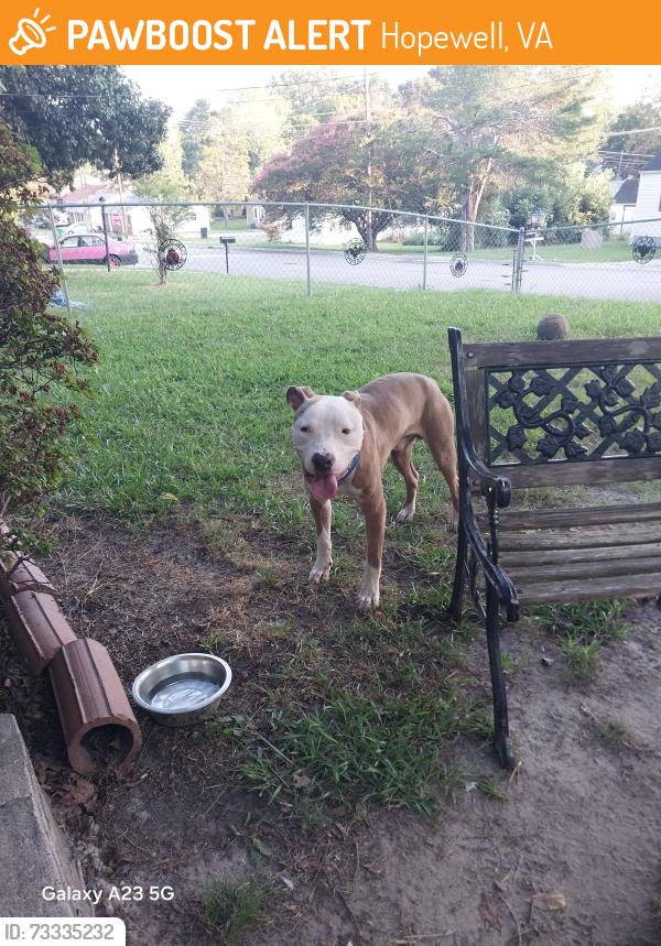 Found/Stray Male Dog last seen Near exit in hopewell, Hopewell, VA 23836