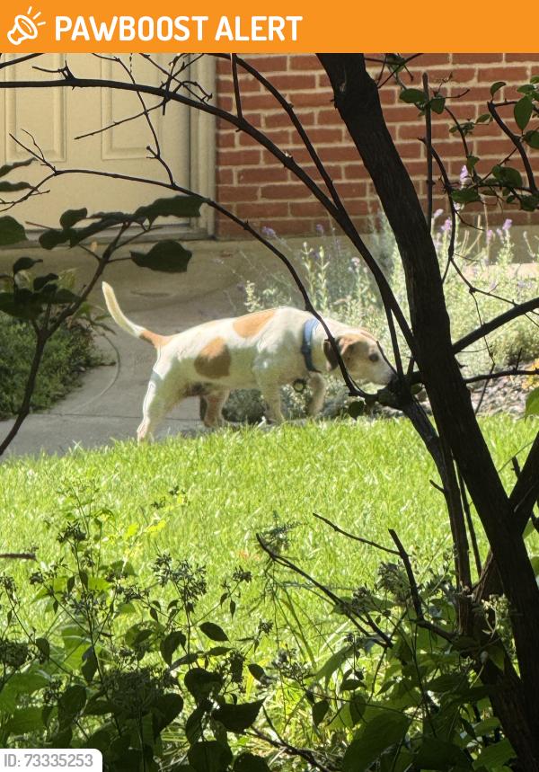 Found/Stray Male Dog last seen Highland Lakes, Westerville OH, Delaware County, OH 43082
