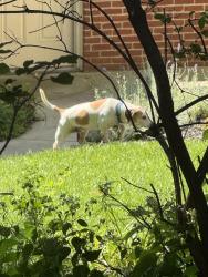Found/Stray Male Dog last seen Highland Lakes, Westerville OH, Delaware County, OH 43082
