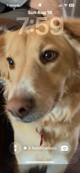 Reunited Female Dog last seen Near & Potranco Rd at Dove Creek, San Antonio, TX 78245