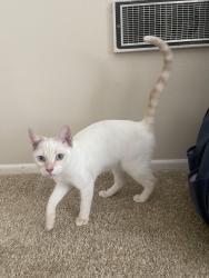 Found/Stray Female Cat last seen El toro and jeronimo, Lake Forest, CA 92630