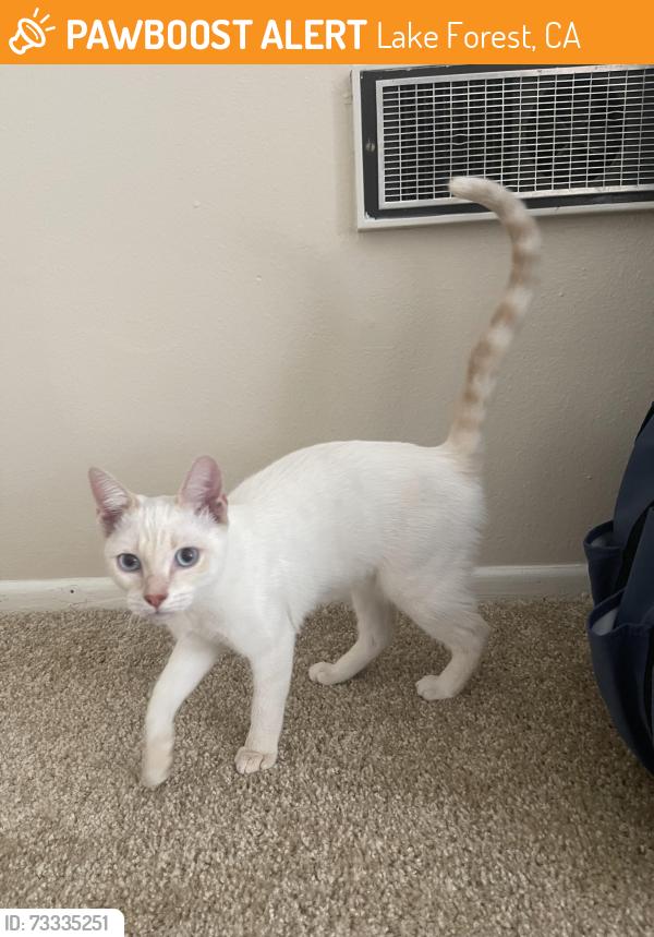 Found/Stray Female Cat last seen El toro and jeronimo, Lake Forest, CA 92630