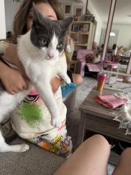 Lost Male Cat last seen Livermore Ave, Staten Island, NY 10314