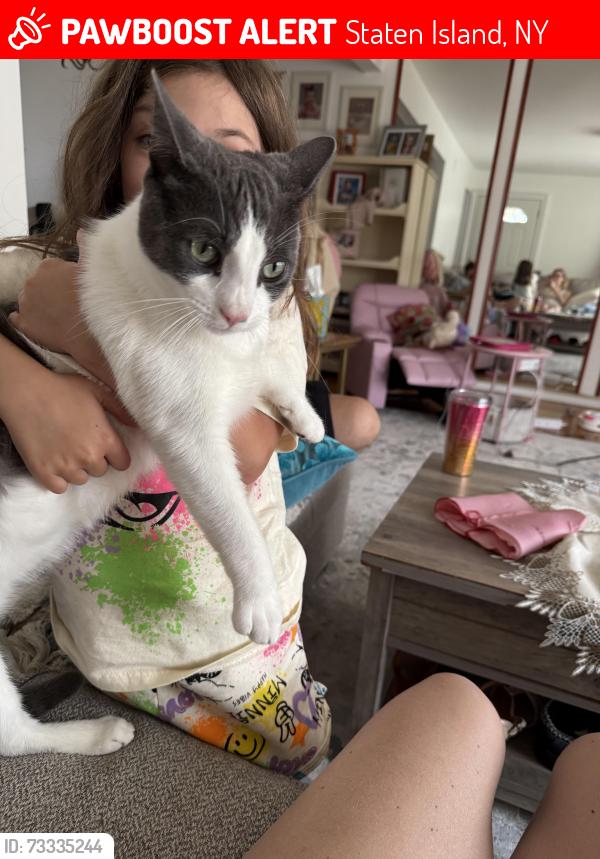 Lost Male Cat last seen Livermore Ave, Staten Island, NY 10314