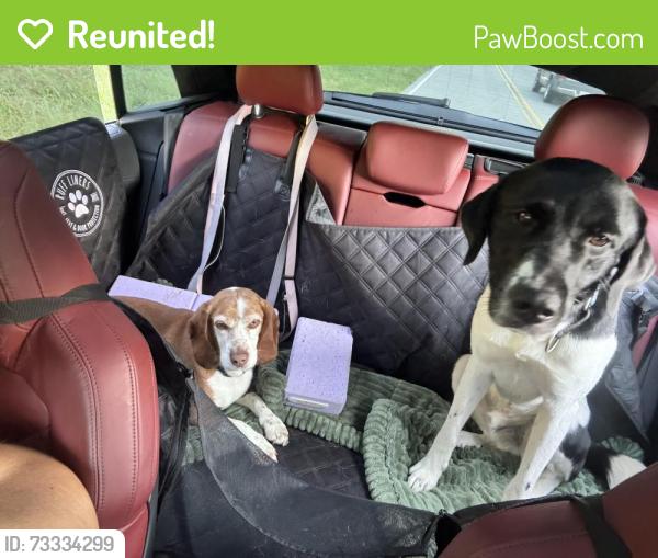 Reunited Male Dog last seen Clemonsville Road, Winston-Salem, NC 27127