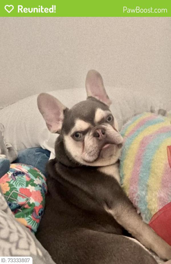 Reunited Male Dog last seen Sunset st, Duluth, GA 30096