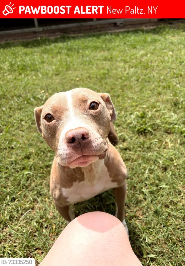 Lost Female Dog last seen Off I87 Northbound, New Paltz, NY 12561
