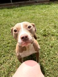 Lost Female Dog last seen Off I87 Northbound, New Paltz, NY 12561