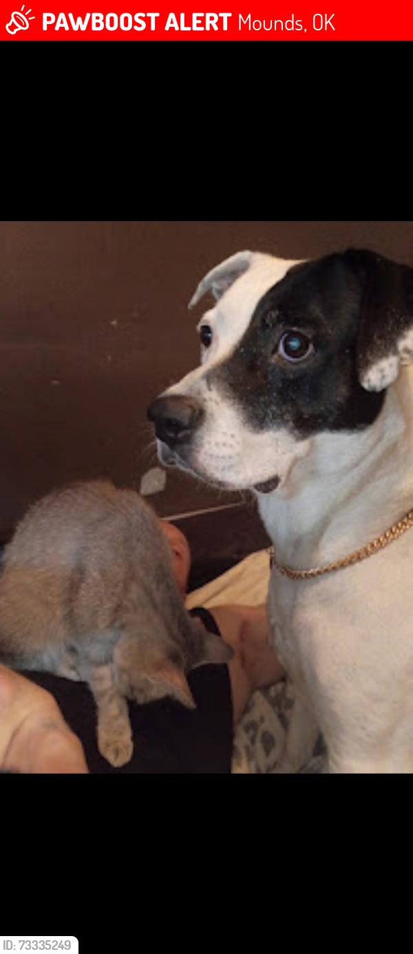 Lost Female Dog last seen Near South 89th west ave, Mounds, OK 74047