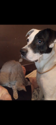 Lost Female Dog last seen Near South 89th west ave, Mounds, OK 74047