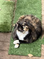Lost Female Cat last seen Bakers Bridge rd near Abington, Douglasville, GA 30134
