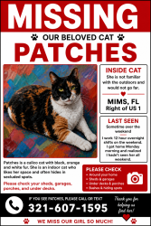 Lost Female Cat last seen US 1, Mims, FL 32754
