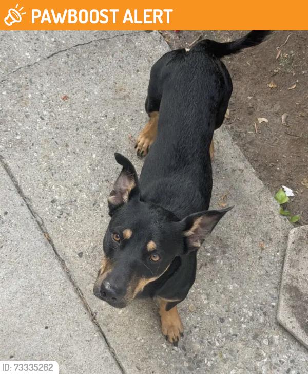 Found/Stray Male Dog last seen Near Magic Johnson Park, West Rancho Dominguez, CA 90059