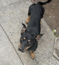 Found/Stray Male Dog last seen Near Magic Johnson Park, West Rancho Dominguez, CA 90059