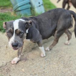 Shelter Stray Female Dog last seen , 4900 Milgen Rd, Columbus, GA 31907, USA
